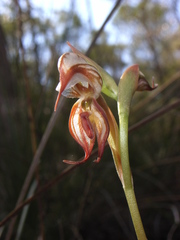 Pterostylis hamata
