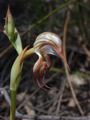 Pterostylis hamata