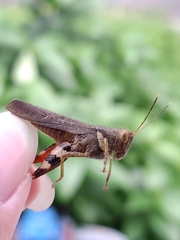 Apalacris varicornis