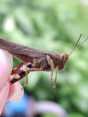 Apalacris varicornis