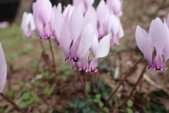 Cyclamen hederifolium