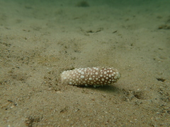 Veretillidae