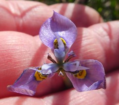 Moraea fergusoniae