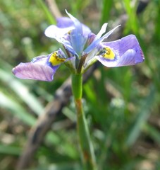 Moraea fergusoniae