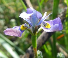 Moraea fergusoniae