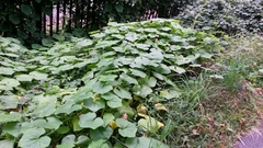 Cucurbitales