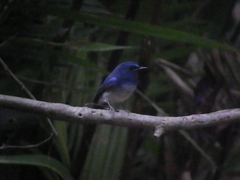 Cyornis hainanus