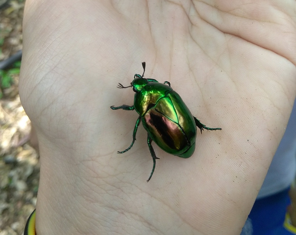 Macraspis chrysis