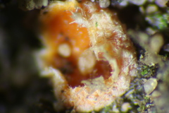 Neottiella