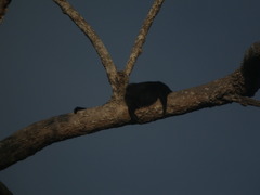 Arctictis binturong