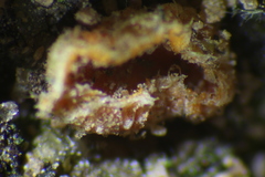 Neottiella