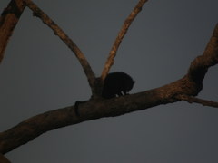 Arctictis binturong
