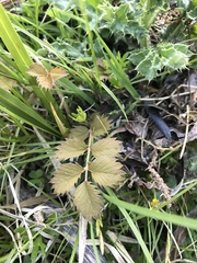 Argentina anserinoides