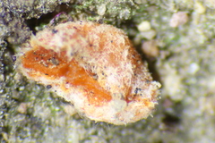 Neottiella