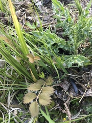 Argentina anserinoides