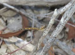 Suhpalacsa subtrahens