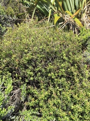 Leucopogon fasciculatus