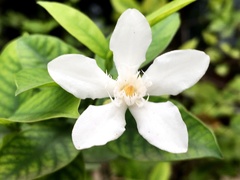 Wrightia antidysenterica