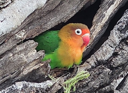 Fischer's Lovebird, photo 8 of 10
