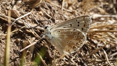 Polyommatus albicans