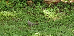 Argya affinis