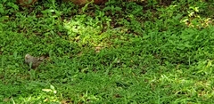 Argya affinis