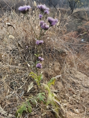 Saussurea japonica