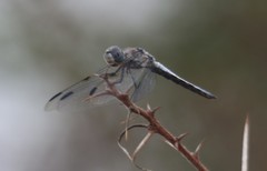 Palpopleura deceptor