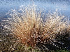 Carex buchananii