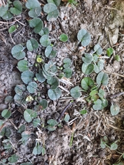Dichondra brevifolia