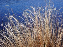 Carex buchananii