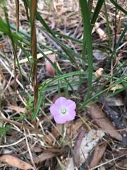 Convolvulus angustissimus