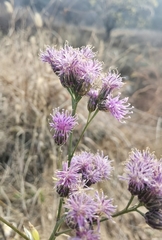 Saussurea japonica