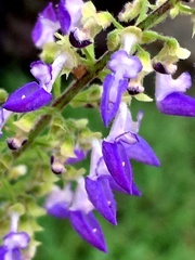 Coleus scutellarioides