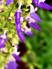 Coleus scutellarioides