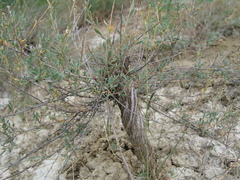 Atraphaxis frutescens