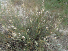 Atraphaxis frutescens