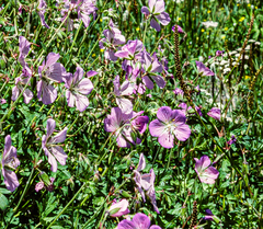 Geranium himalayense