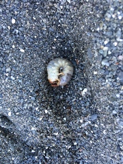 Pericoptus
