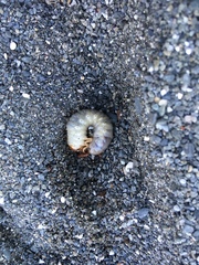 Pericoptus