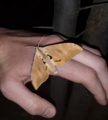 Pseudoclanis postica