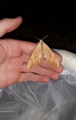 Pseudoclanis postica