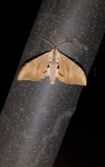 Pseudoclanis postica