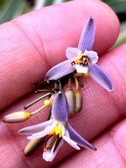 Dianella ensifolia