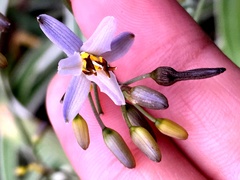 Dianella ensifolia