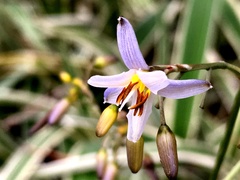 Dianella ensifolia