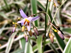 Dianella ensifolia