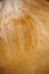 Neottiella