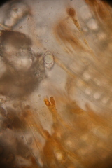 Neottiella