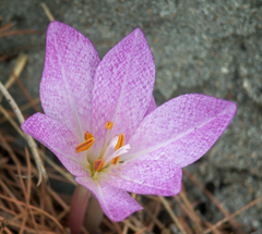 Colchicum